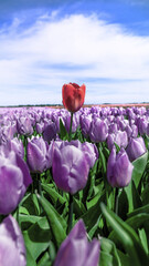 Vertical shot of a bunch of beautiful purple tulips with one red tulip blooming in a field