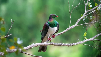 Foto op Plexiglas New Zealand bird Kererū Wood Pigeon  © Daniel Thomas