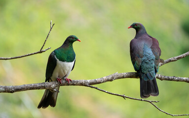 Two Pigeons in a tree
