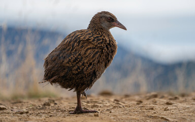 New Zealand Weka Bird