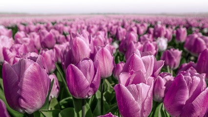 Beautiful view of an endless purple tulip field - Powered by Adobe
