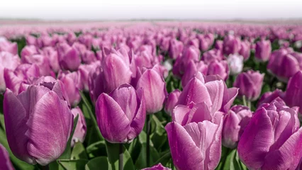Zelfklevend Fotobehang Beautiful view of an endless purple tulip field © Deividas Kupriscenka/Wirestock