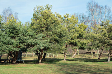 Fototapeta na wymiar Ronald Reagan Park, Poland, Gdansk City Park