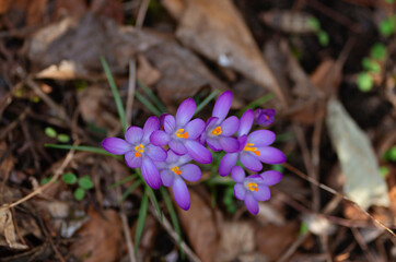 Beautiful lilac crocuses outdoors in the forest or park. Spring flowers. natural light