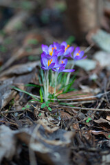 Beautiful lilac crocuses outdoors in the forest or park. Natural light, selective focus.