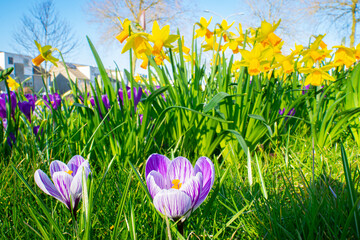 Spring image of purple colored crocus flowers in the foreground and yellow daffodils in the background