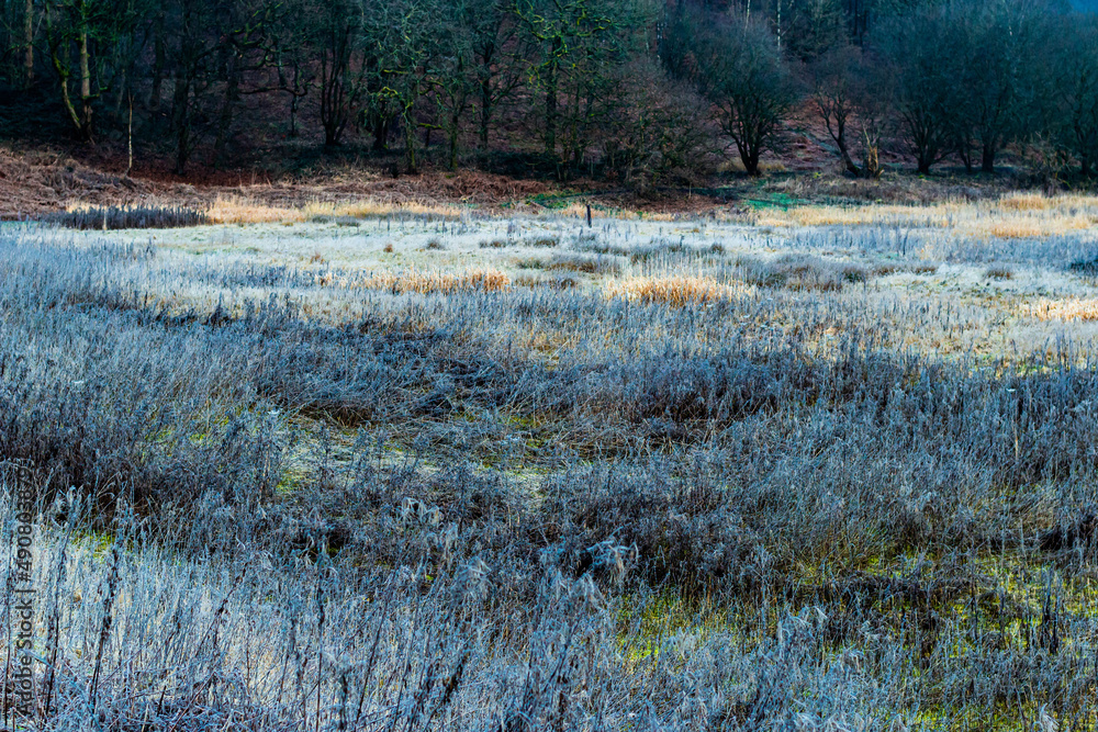 Poster beautiful shot of a field in a forest with trees on a background