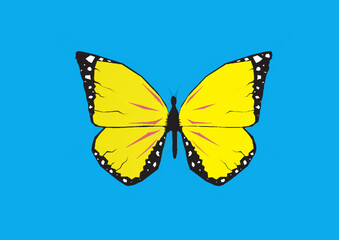 butterfly on blue background