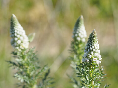 Closeup shot of Reseda flowers in nature on the blurred background