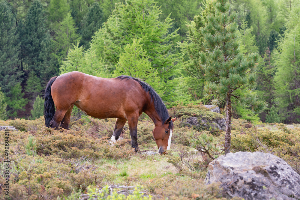 Wall mural Horse grazing on the pasture with trees in the background