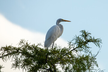 Great Egret