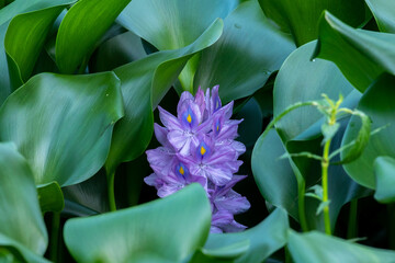 Water Hyacinth Blooming