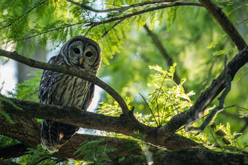 Barred owl