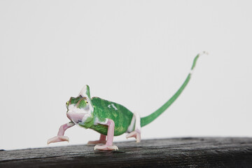 Veiled chameleon on a white background