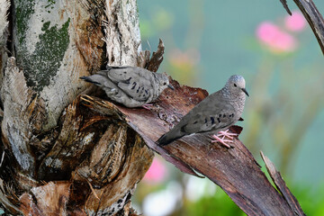 Closeup shot of the two Macropygia doves sitting on the tree