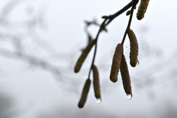ice covered branches