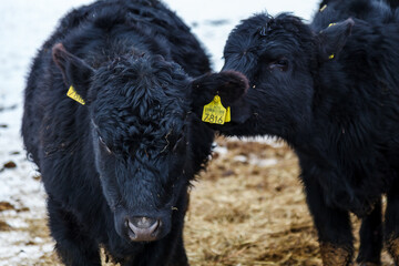 Closeup portrait of two black Aberdeen Angus on the hay grass in the farm