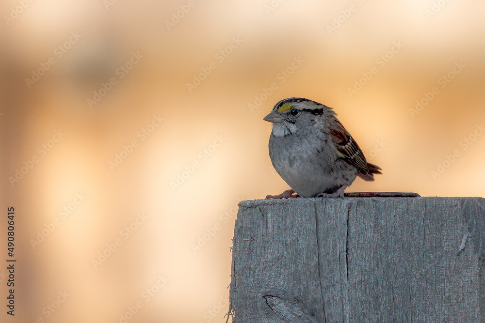 Canvas Prints Closeup shot of a sparrow on a piece of wood