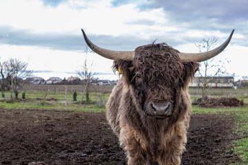 Closeup shot of domestic yak standing on muddy field and looking at camera