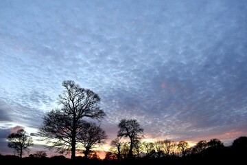 sunset in the forest