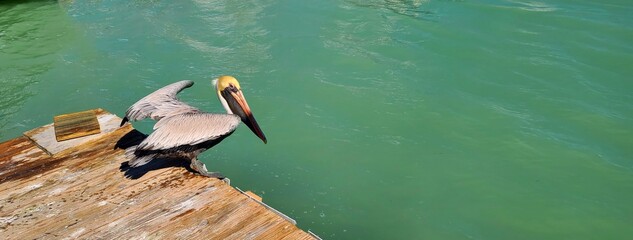 Pelican, Close Up, at the Edge of a Wooden Pier