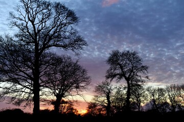 sunset in the forest