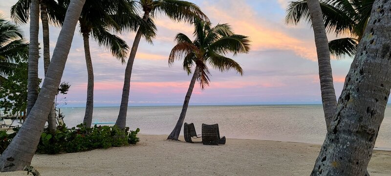 Palm Trees on the Beach With a Pink Toned Skies and Sunset