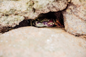 crab on the sand hiding in rock