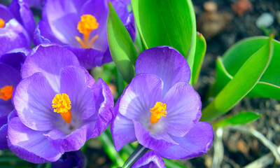 Spring flowers Krokus