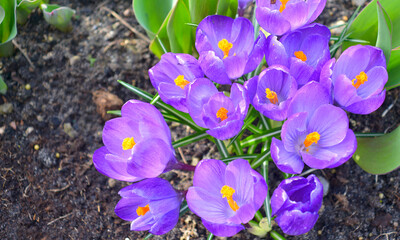 Spring flowers Krokus