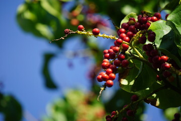 Antidema thwaitesianum (Also called Buah Buni) on the tree. Antidema have 101 accepted species in...