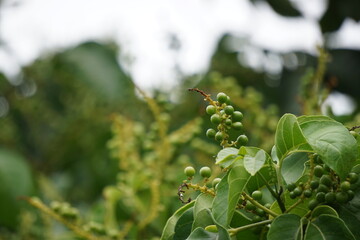 Antidema thwaitesianum (Also called Buah Buni) on the tree. Antidema have 101 accepted species in the genus
