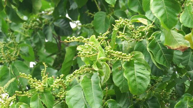 Antidema thwaitesianum (Also called Buah Buni) on the tree. Antidema have 101 accepted species in the genus