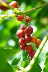 Antidema thwaitesianum (Also called Buah Buni) on the tree. Antidema have 101 accepted species in the genus