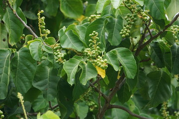 Fototapeta premium Antidema thwaitesianum (Also called Buah Buni) on the tree. Antidema have 101 accepted species in the genus
