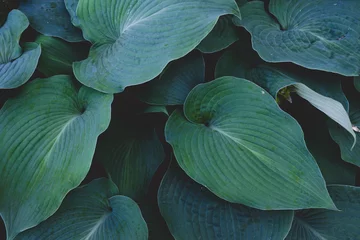 Schilderijen op glas Closeup of Hydrophobic plants growing in a garden © Lakedemon/Wirestock