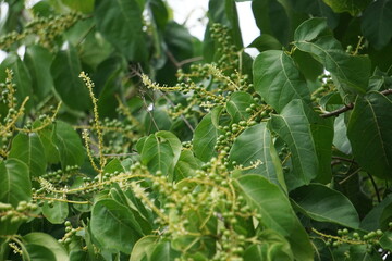 Antidema thwaitesianum (Also called Buah Buni) on the tree. Antidema have 101 accepted species in the genus