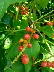 Antidema thwaitesianum (Also called Buah Buni) on the tree. Antidema have 101 accepted species in the genus