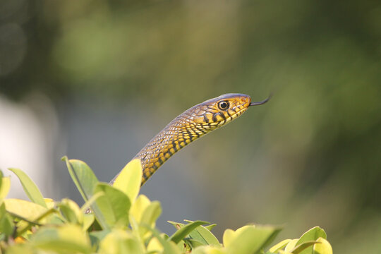 Close up shot of ptyas mucosa snake in forest