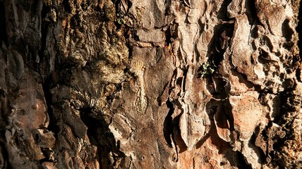 bark of tree