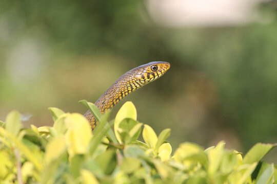 Close up shot of ptyas mucosa snake in forest
