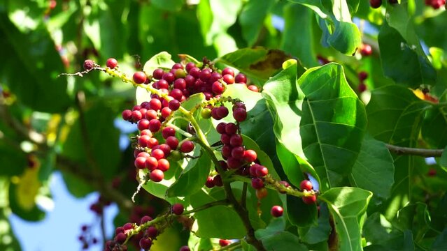 Antidema thwaitesianum (Also called Buah Buni) on the tree. Antidema have 101 accepted species in the genus