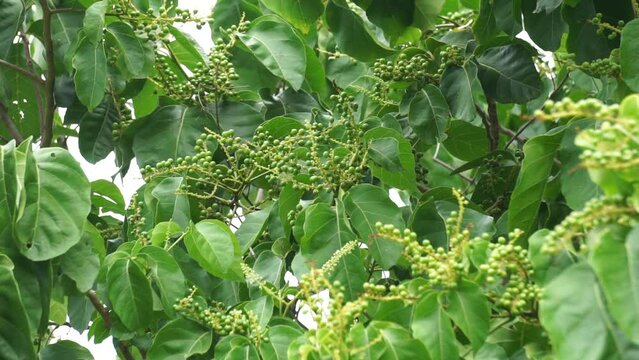 Antidema thwaitesianum (Also called Buah Buni) on the tree. Antidema have 101 accepted species in the genus