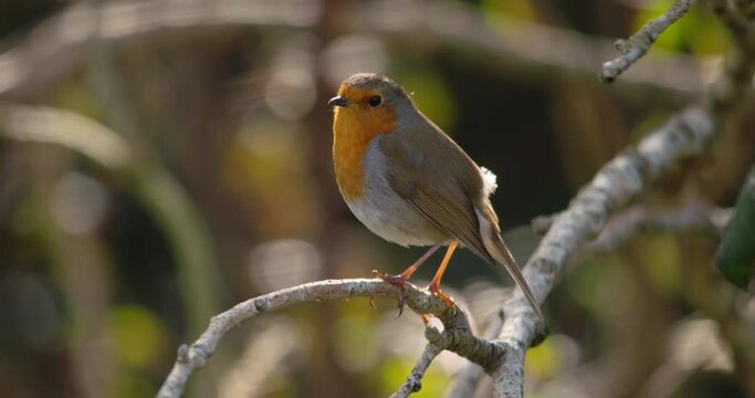 Robin small garden bird chirping singing on branch flying away slow motion