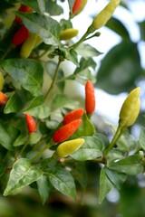red and yellow chillies 