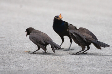 Three ravens on the ground in the street on a gloomy day