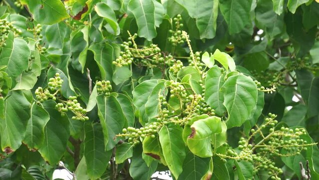 Antidema thwaitesianum (Also called Buah Buni) on the tree. Antidema have 101 accepted species in the genus