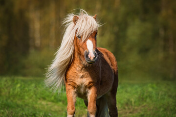 Portrait of beautiful miniature shetland breed pony stallion with long white mane