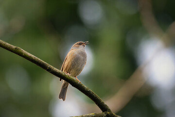 dunnock singing on a branch in front of blurred green background