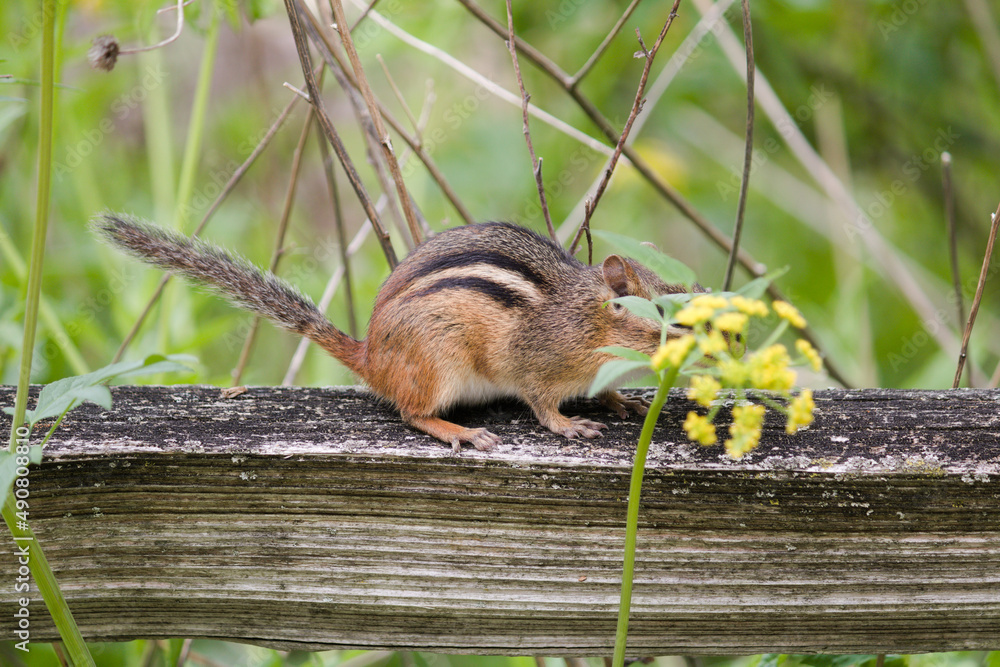 Sticker scenic view of a cute chipmunk on a wooden surface on a blurred background